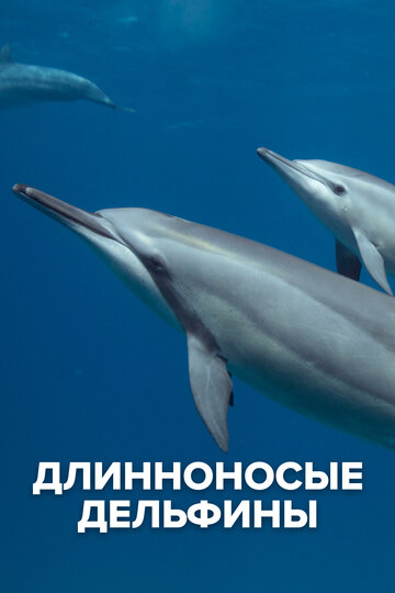 Длинноносые дельфины (2016)